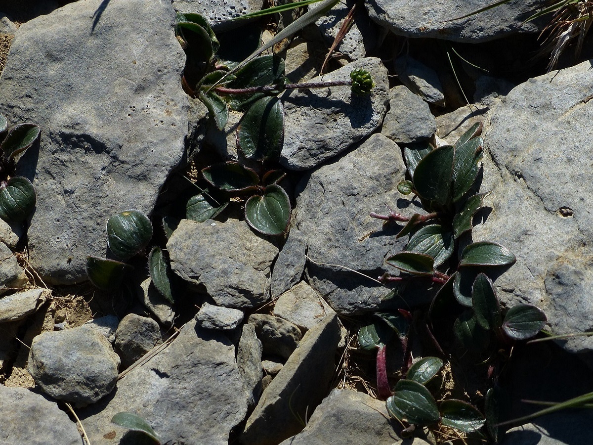 Ranunculus parnassifolius subsp. favargeri (Ranunculaceae)
